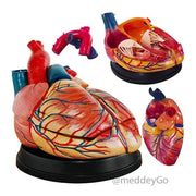 jumbo heart model