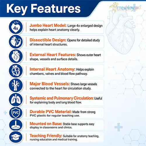 jumbo heart model