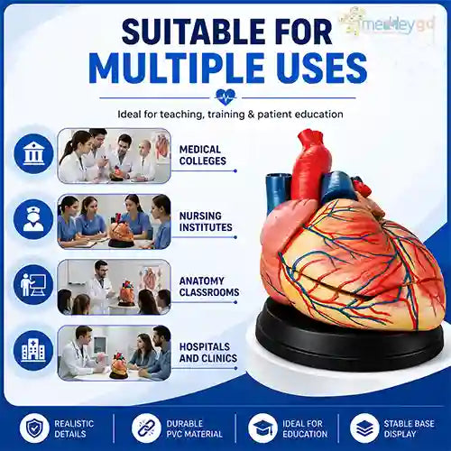 jumbo heart model