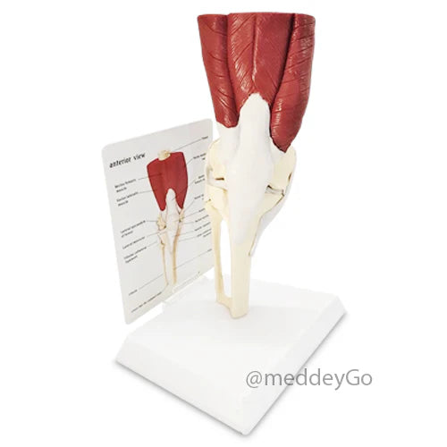 knee joint model