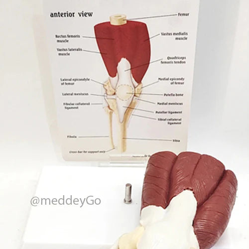 knee joint model