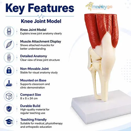 knee joint model