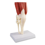 knee joint model