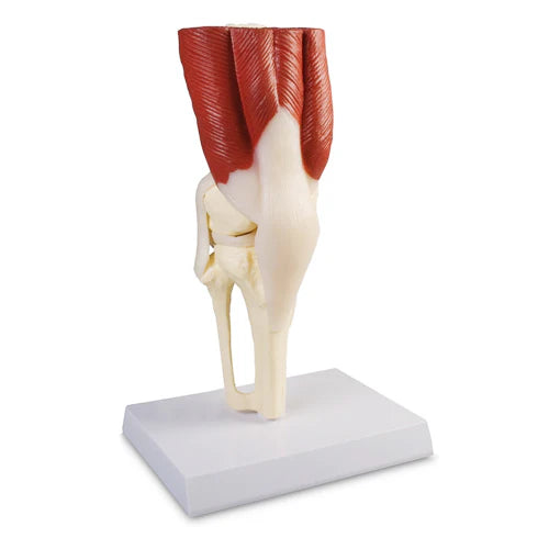 knee joint model