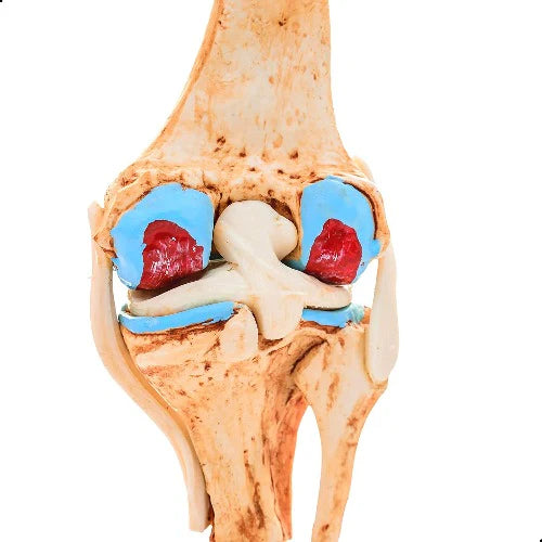 knee joint model