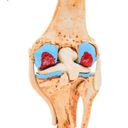 knee joint model