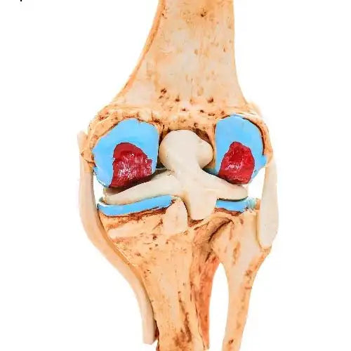 knee joint model
