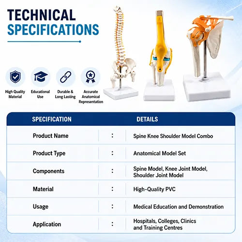 knee joint model