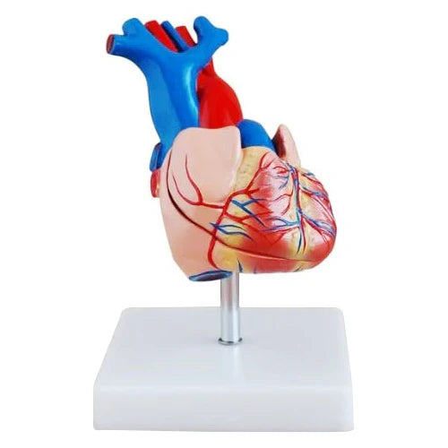  life size heart model 