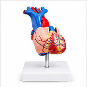  life size heart model 