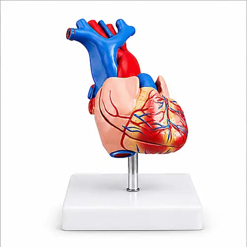  life size heart model 