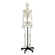 life size skeleton