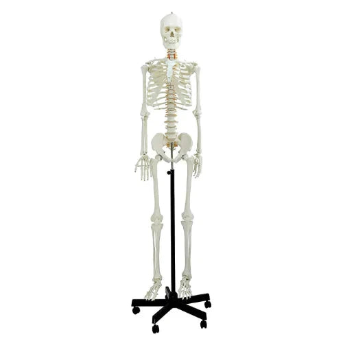 life size skeleton
