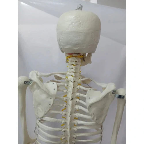 life size skeleton
