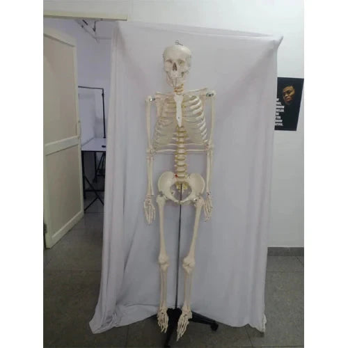 life size skeleton
