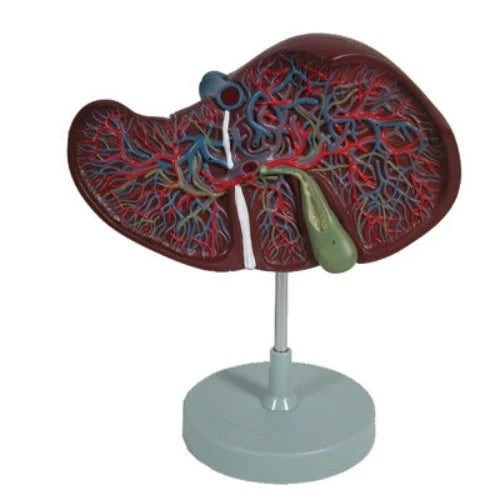Premium Liver Delux Model
