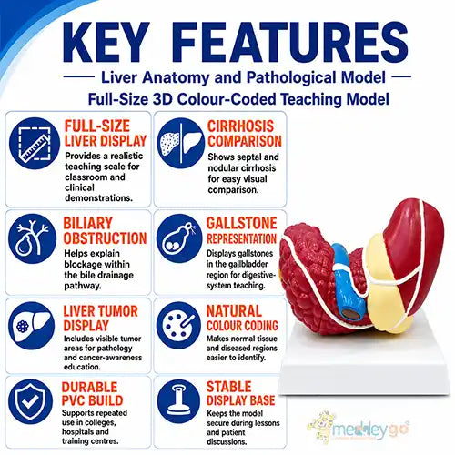 liver model