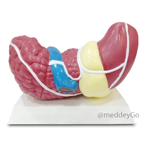 liver model