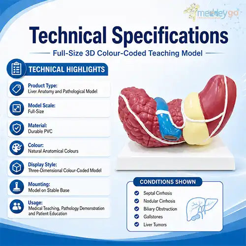 liver model