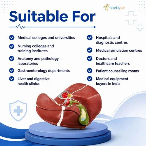 liver model