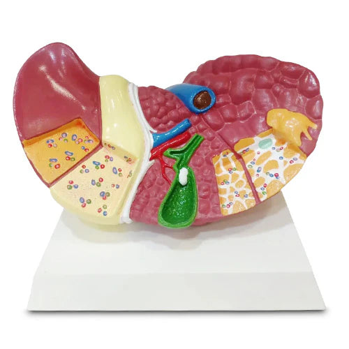 liver model