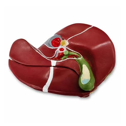 liver model