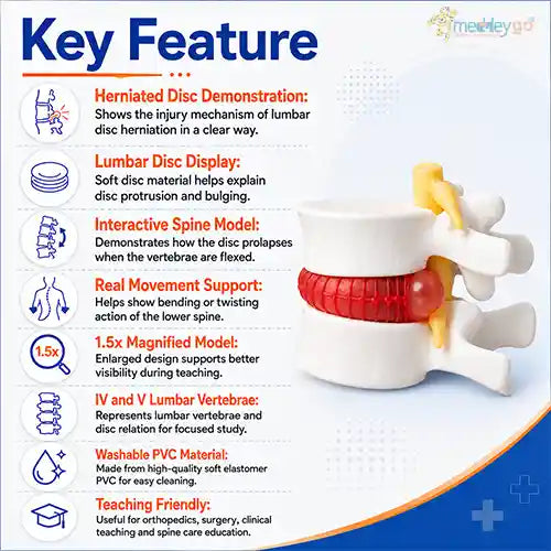 lumbar disc  spine