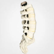 lumbar saw bone 