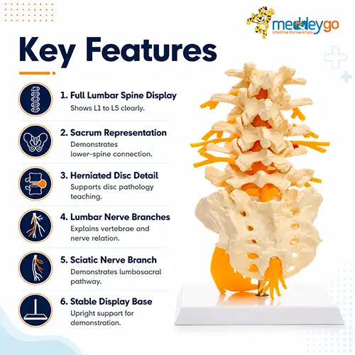 lumbar spine model