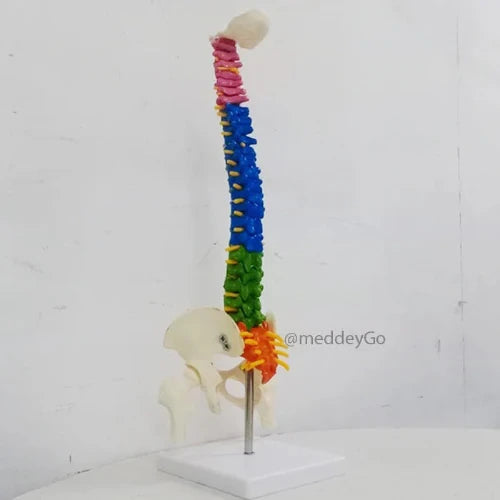lumbar spine model