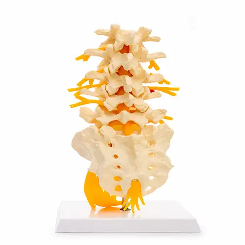 lumbar spine model