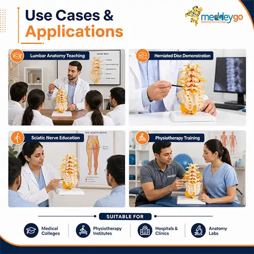 lumbar spine model