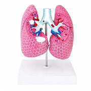 lung pathological model