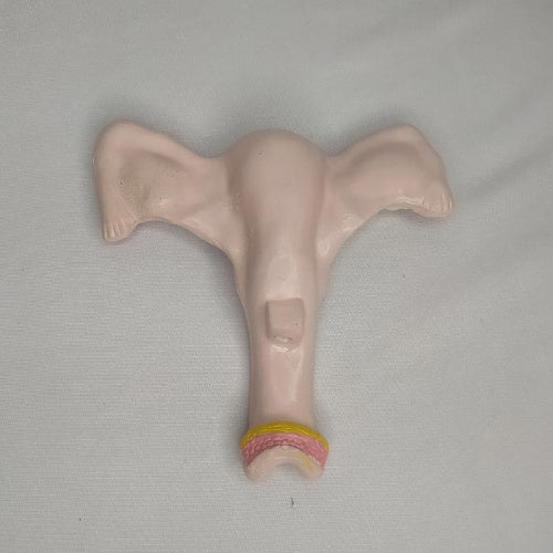 Magnified Uterus Model Delux Quality