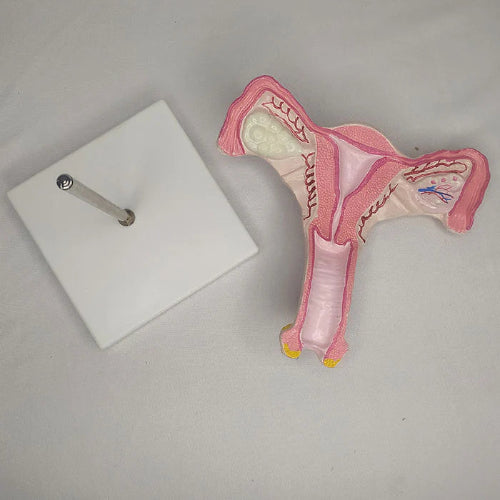 Magnified Uterus Model Delux Quality