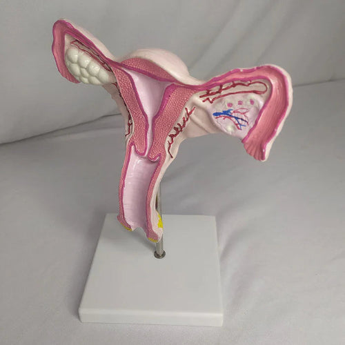 Magnified Uterus Model Delux Quality