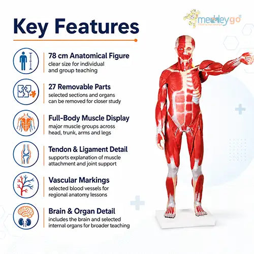 male muscular figure