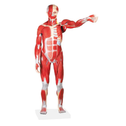 Male Muscular Figure 78cm