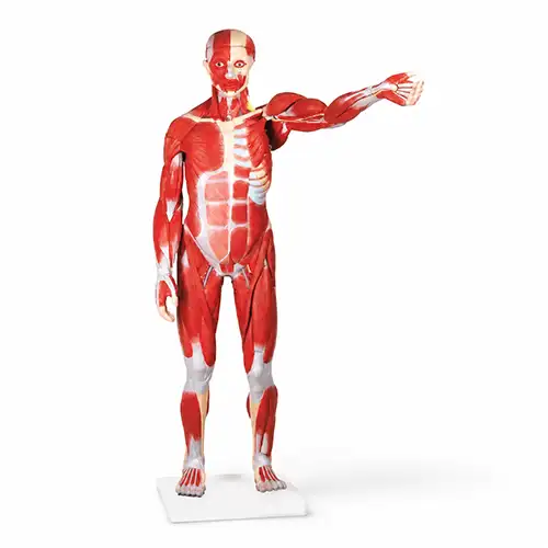 male muscular figure