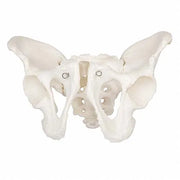 adult male pelvis model