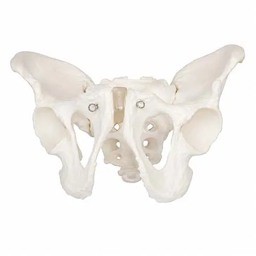 adult male pelvis model