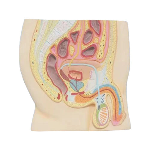 male reproductive 3D