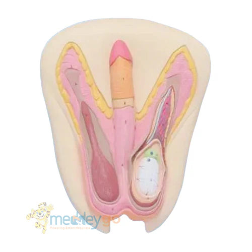 male reproductive 3D