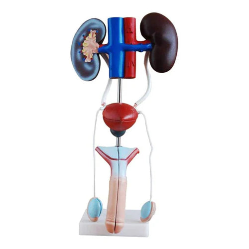 male urogenital model delux quality