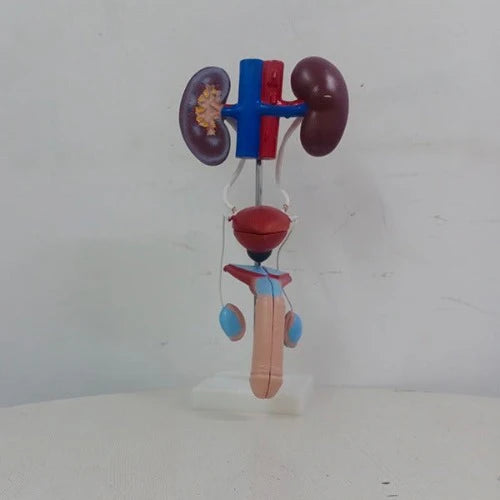 male urogenital model delux quality