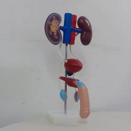 male urogenital model delux quality