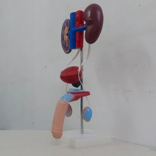 male urogenital model delux quality