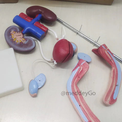 male urogenital model delux quality