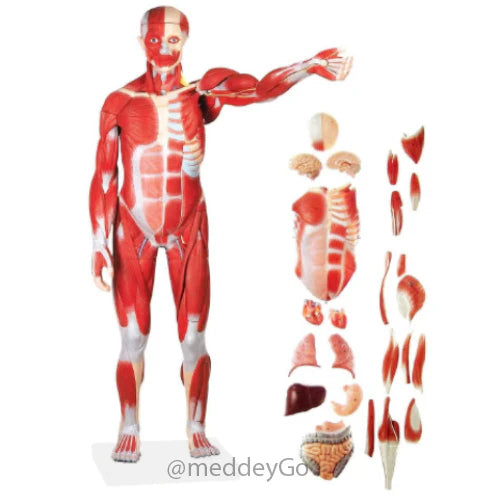 Male Muscular Figure 78cm