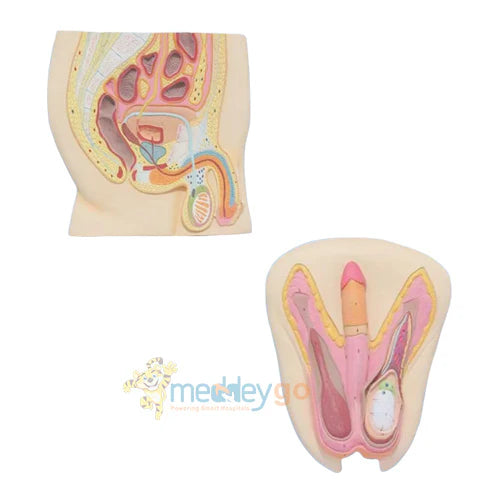 male reproductive 3D